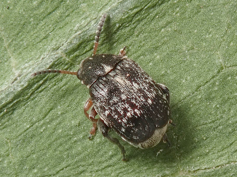 Chrysomelidae Bruchinae: Bruchus  cfr. rufipes, femmina